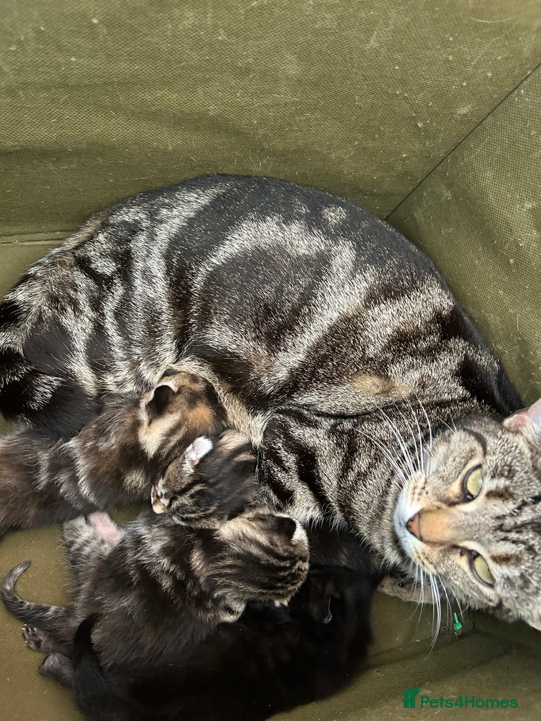 Mixed Breed cats for sale: 7 beautiful kittens ready for a loving home - Image 3