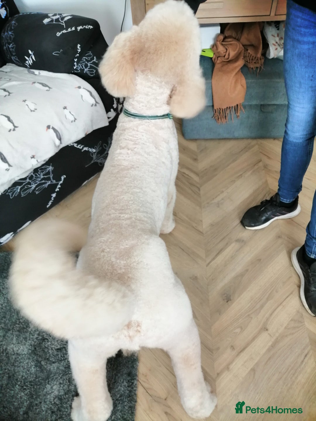 Standard Poodle dogs for stud: Proven Standard Poodle For Stud in Belper - Image 4