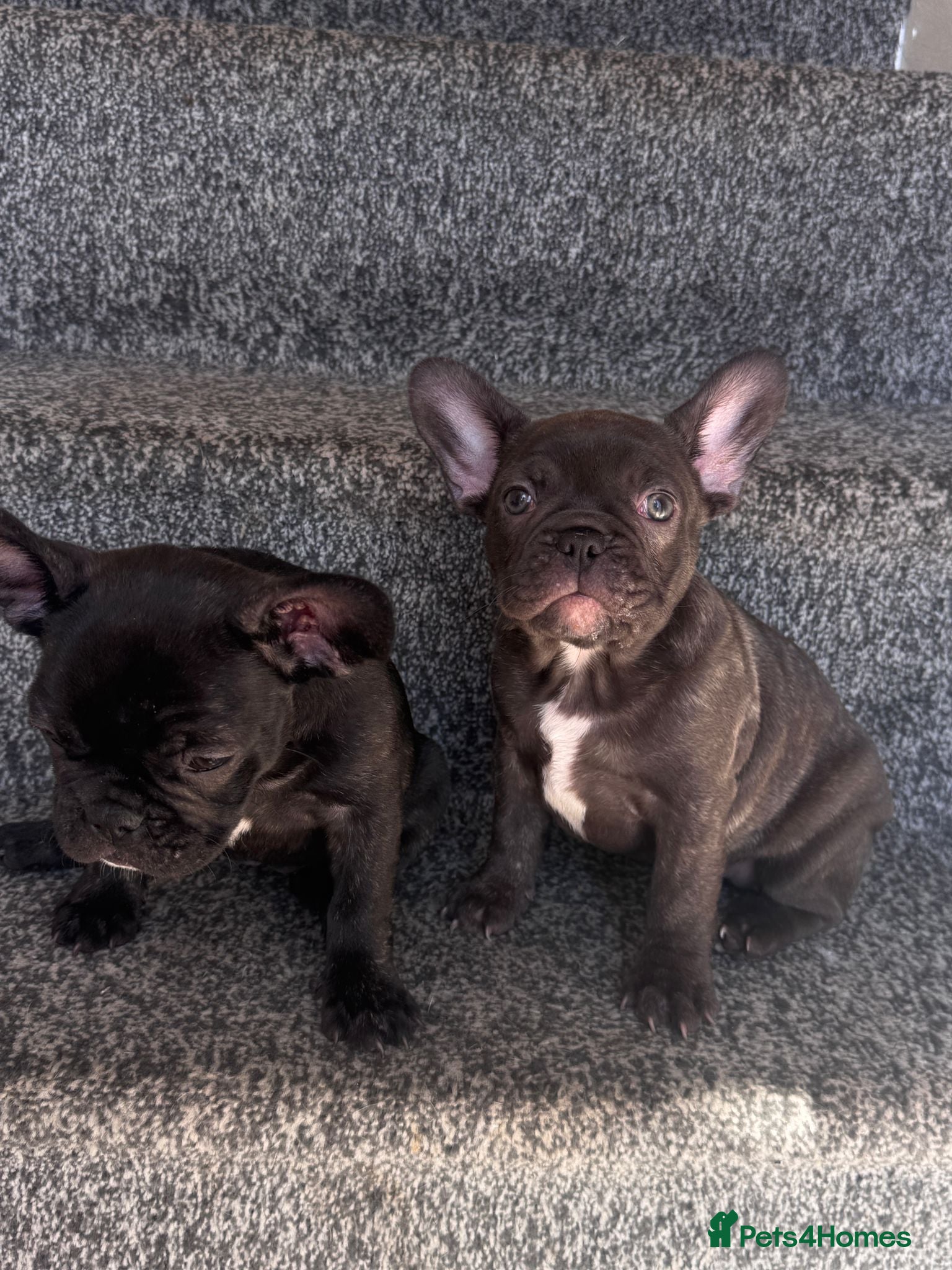 French Bulldog dogs French Bulldog girls - Advert 16