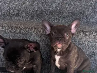 French Bulldog dogs French Bulldog girls - Advert 16