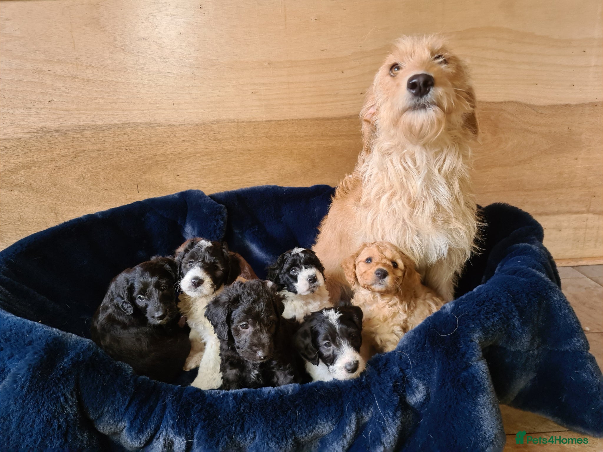 Labradoodle dogs Beautiful Miniature Labradoodle Puppies for Sale - Advert 1