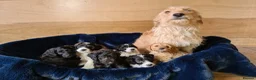 Labradoodle dogs for sale: Beautiful Miniature Labradoodle Puppies for Sale - Advert 1