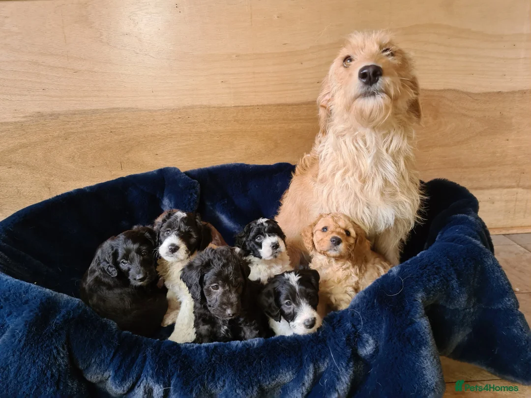 Labradoodle dogs for sale: Beautiful Miniature Labradoodle Puppies for Sale - Advert 1