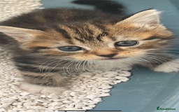 British Longhair cats for sale: British blue cross maincoon  - Image 6