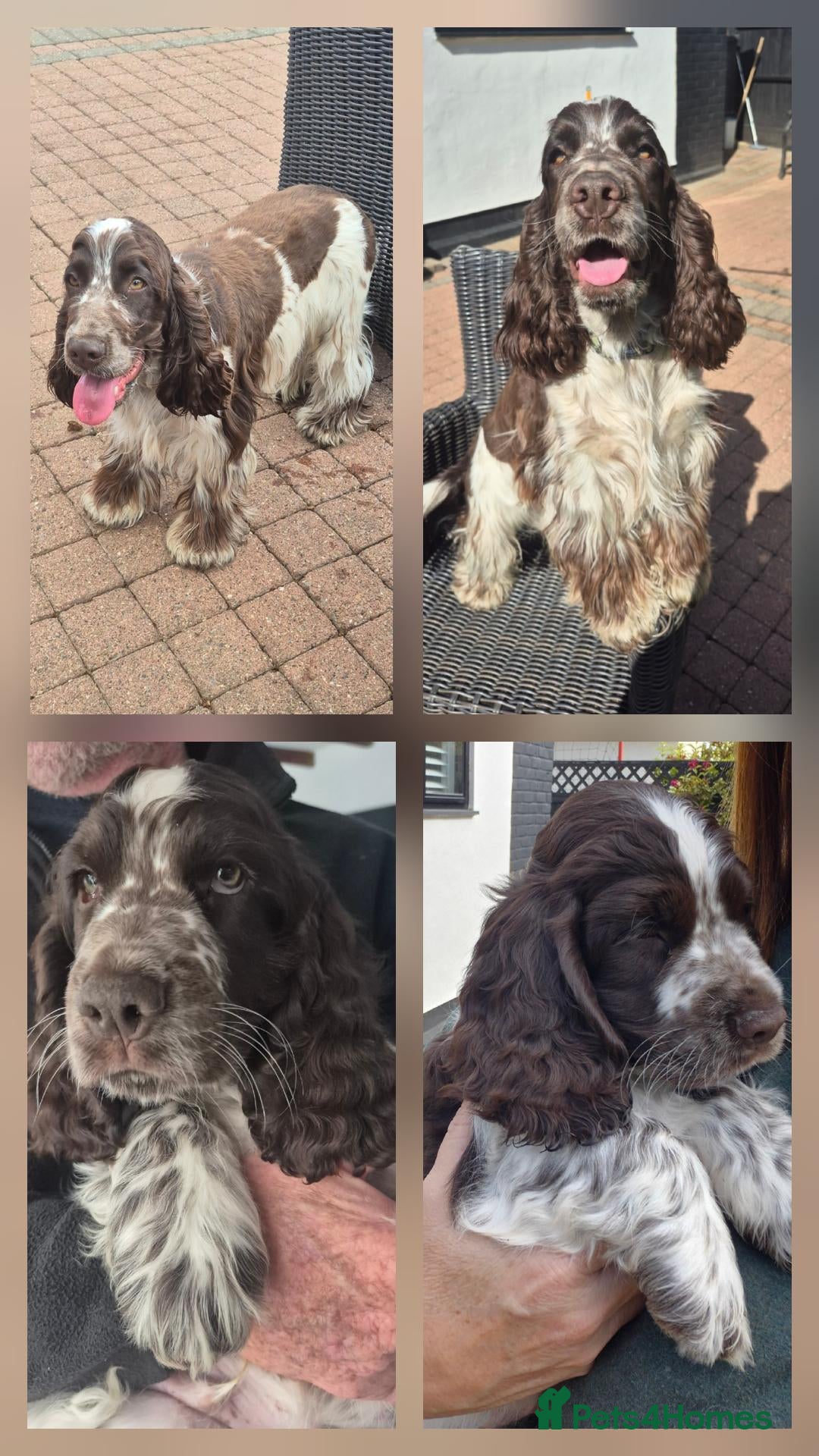 Cocker Spaniel dogs Show cocker spaniel proven stud - Advert 2