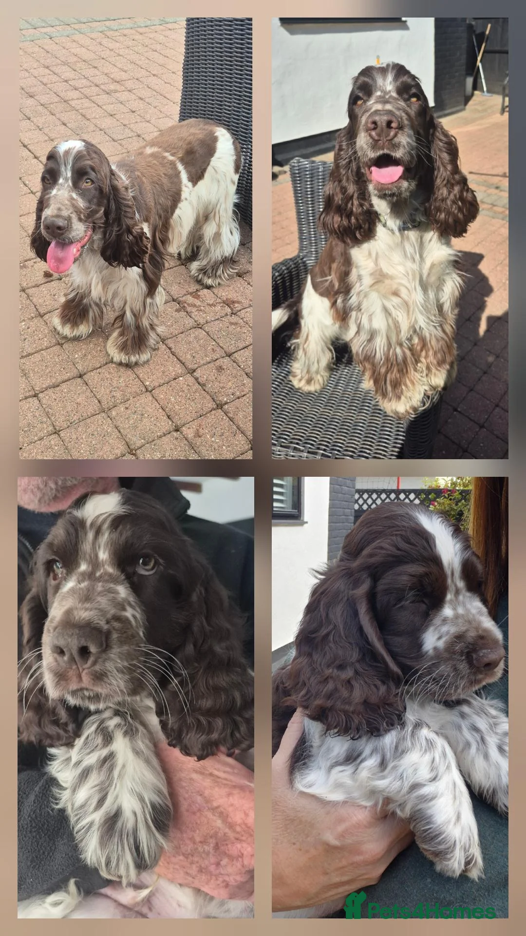Cocker Spaniel dogs for stud: Show cocker spaniel proven stud - Advert 2