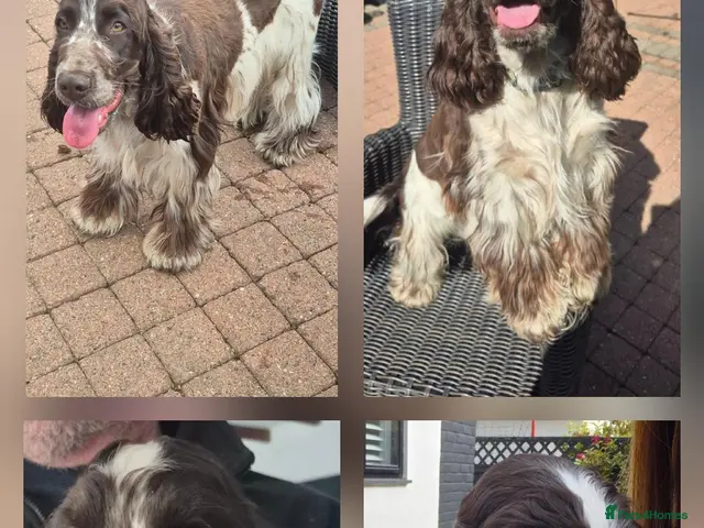 Cocker Spaniel dogs for stud: Show cocker spaniel proven stud - Advert 2