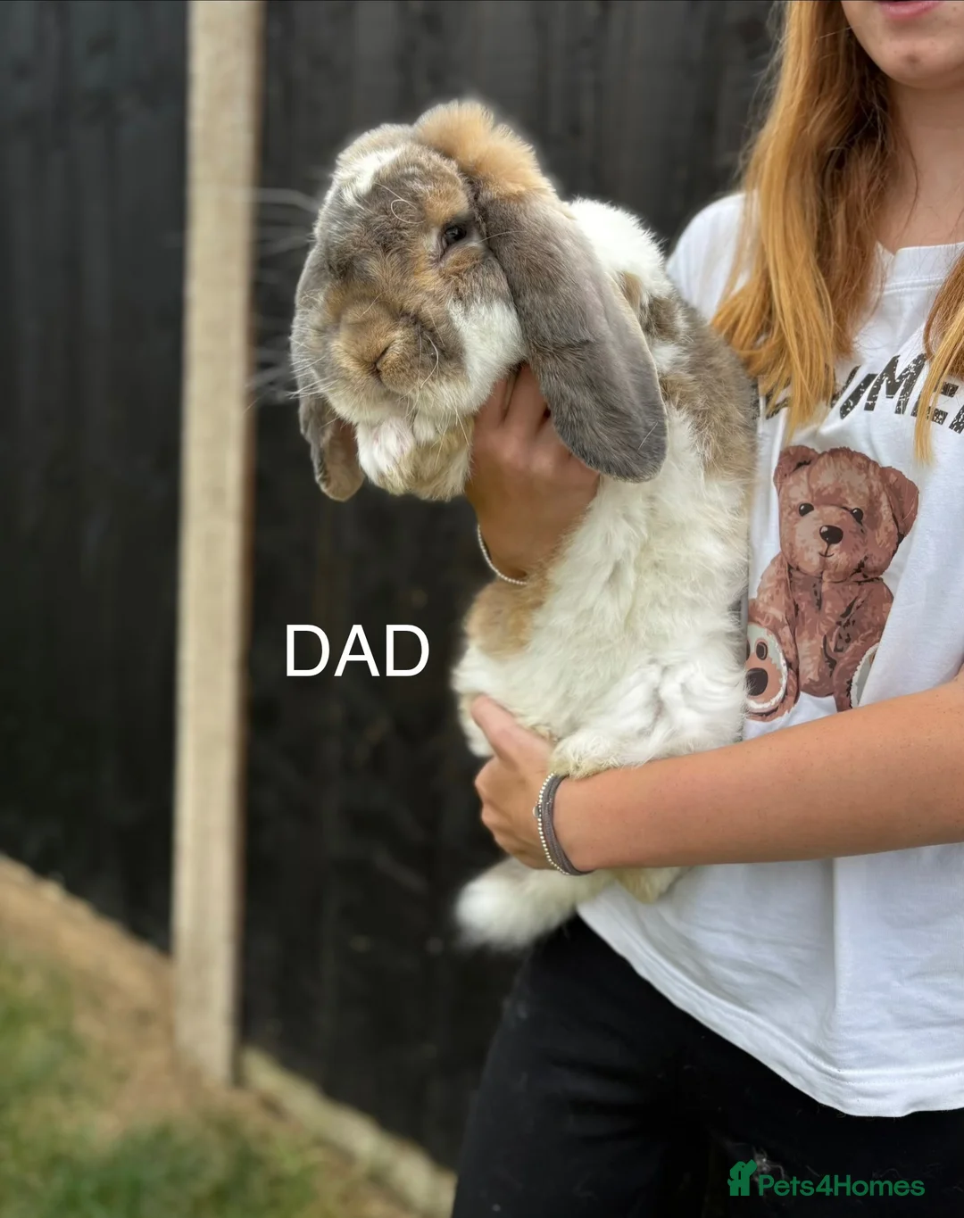 French Lop rabbits for sale: French lops in Walton on the Naze - Advert 2