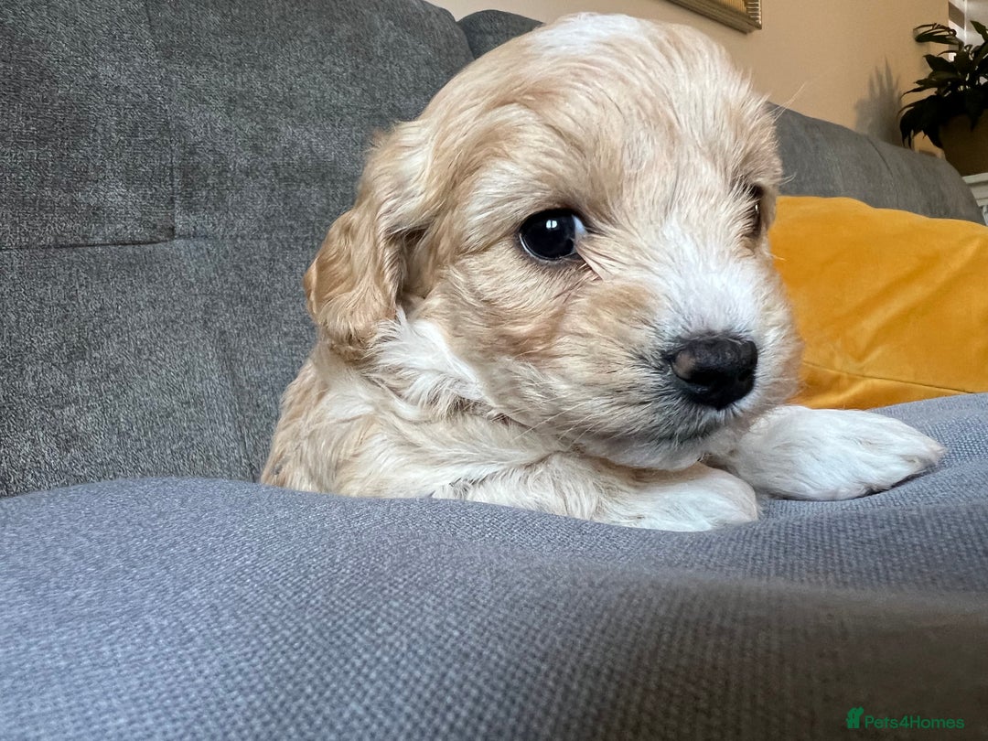 Maltipoo dogs for sale: Maltipoo Puppies  - Image 7