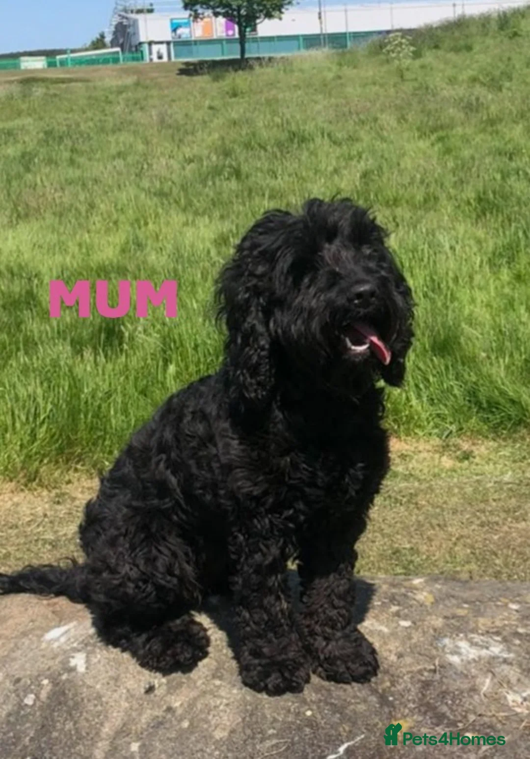 Cockapoo dogs for sale: Cockapoo Puppy, Midlothian - Advert 1