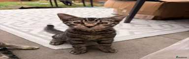 Mixed Breed Tabby
