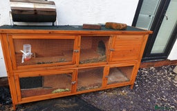 Havana rabbits for sale: Lovely little boy rabbit- hutch & run inc. - Advert 3