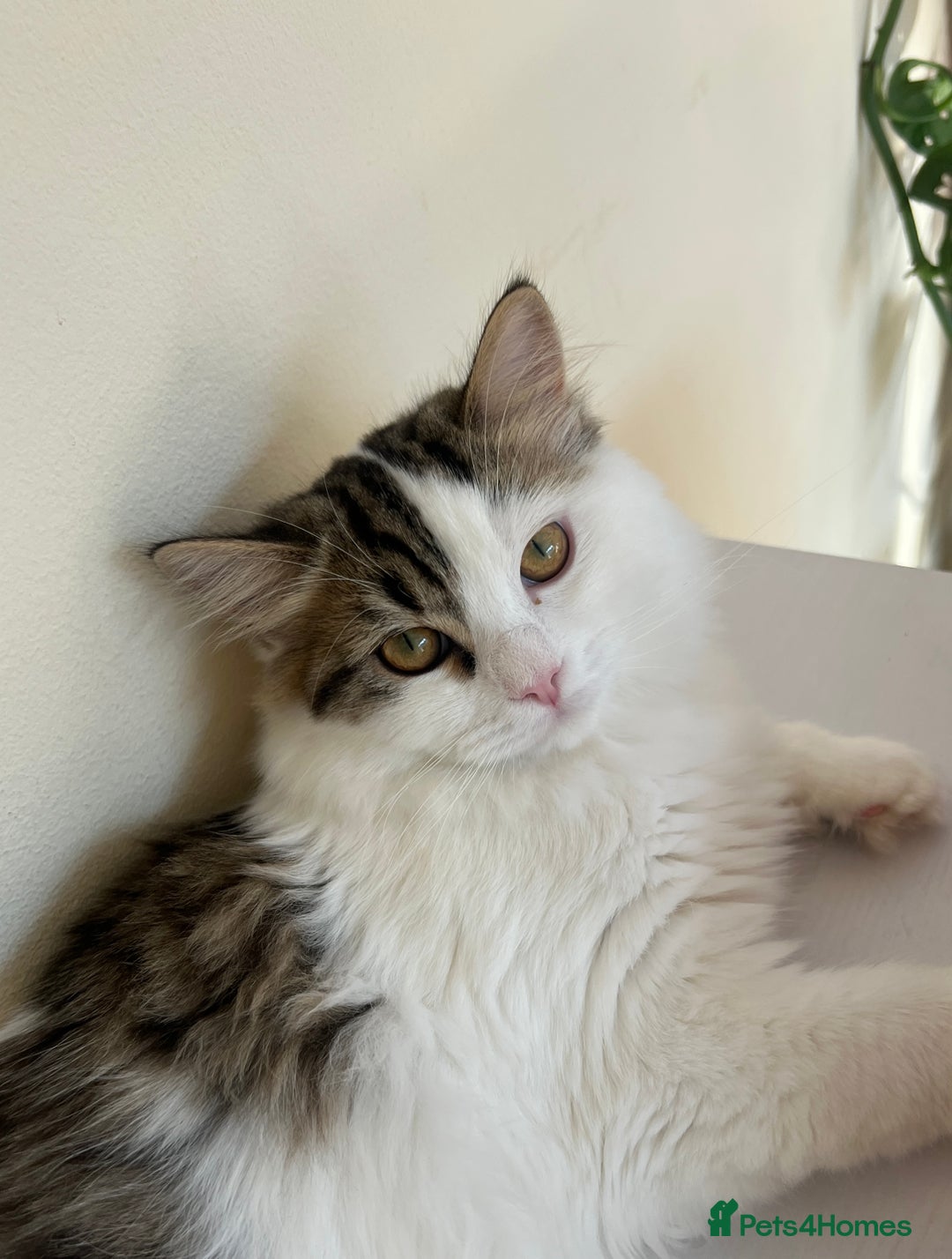 Persian cats for sale: Gentle and sweet Persian kittens - Image 7