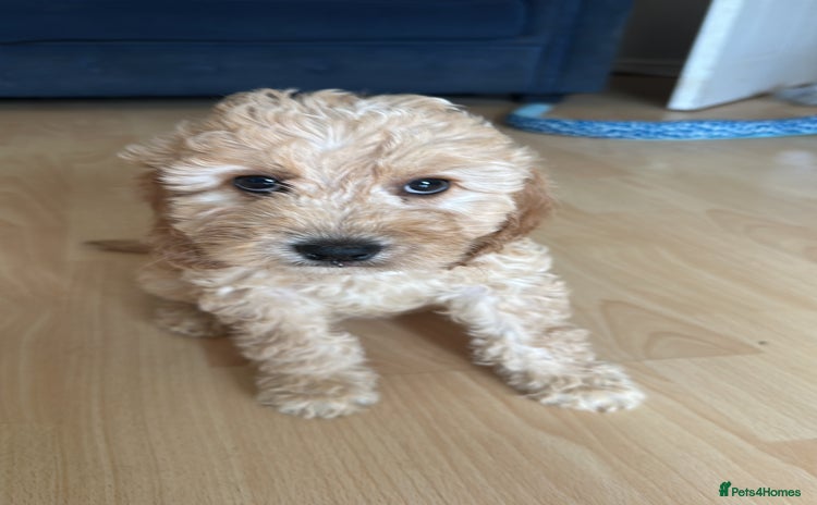 Irish Doodle dogs - Advert 2