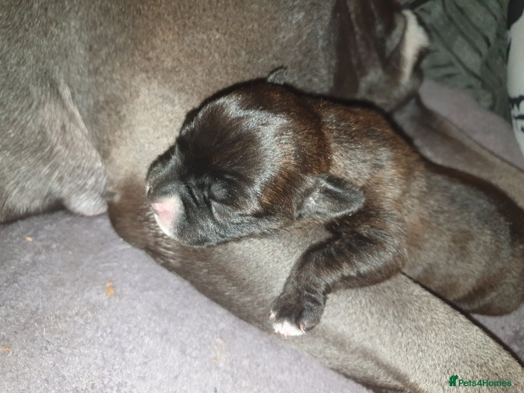 Staffordshire Bull Terrier dogs for sale: Beautiful female staffy puppy - Image 11