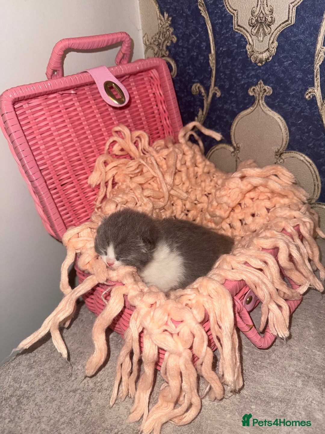 British Shorthair cats for sale: Outstanding British shorthairs  - Advert 6