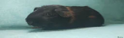 Guinea Pig rodents for sale: Boy guinea pigs  - Advert 6