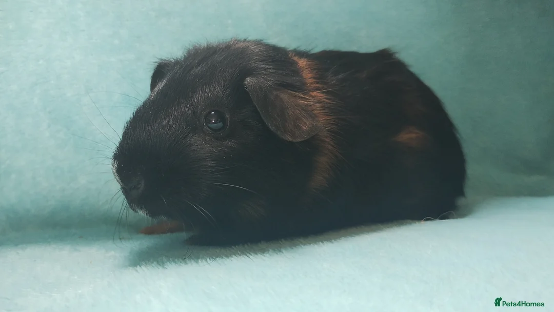 Guinea Pig rodents for sale: Boy guinea pigs  - Advert 6