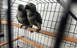 Parrots birds for sale: Super Sweet friendly African Grey Tamed-handfed - Image 2
