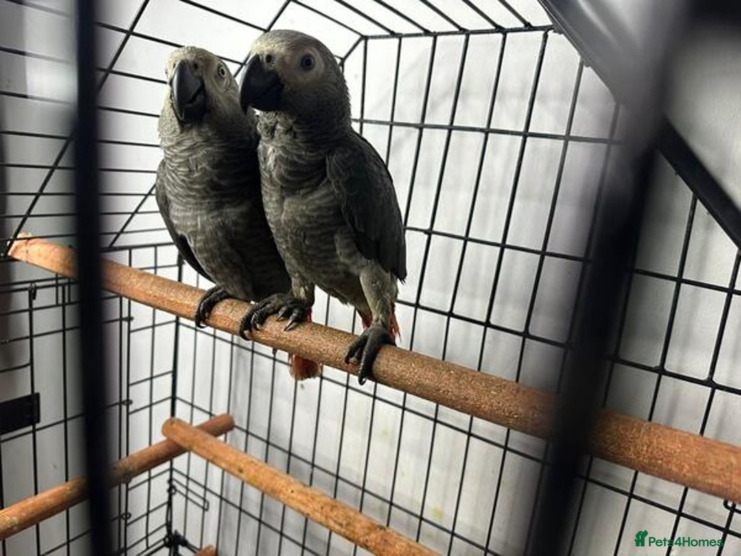 Parrots birds for sale: Super Sweet friendly African Grey Tamed-handfed - Image 2