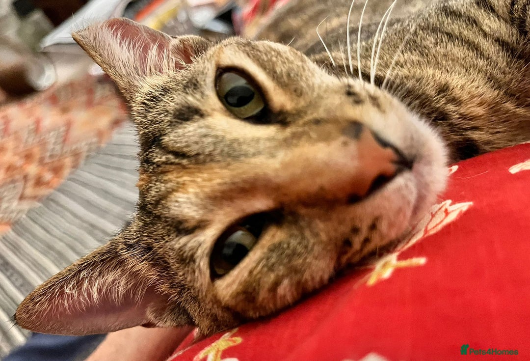 Mixed Breed cats for adoption: Sassy girl seeks experienced cat person  - Image 2