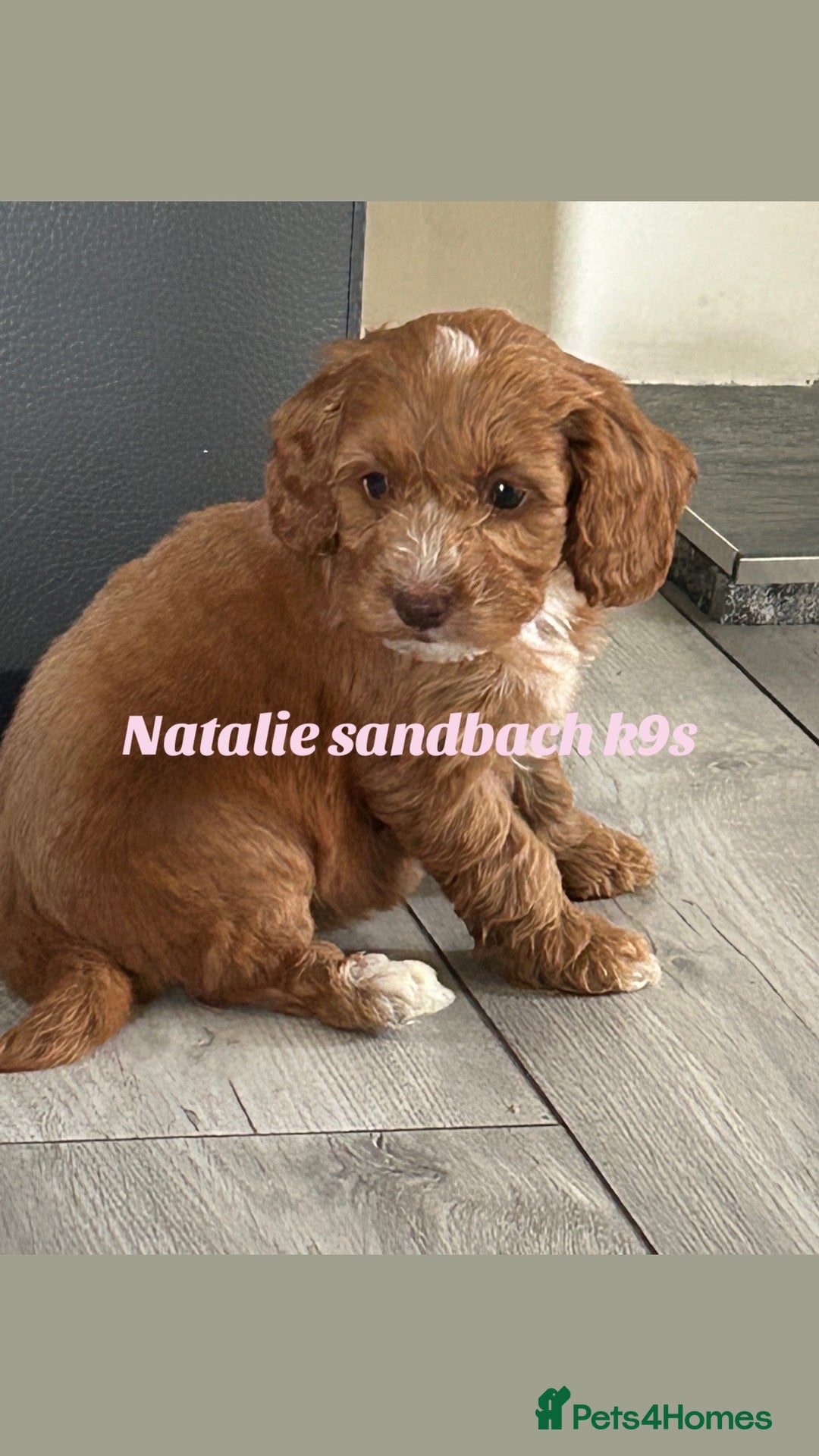 Miniature Poodle dogs for stud: Miniature poodle stud in Sandbach - Advert 5