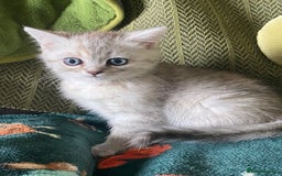 Mixed Breed cats for sale: Silver tabby and cream chinchilla kittens - Image 10