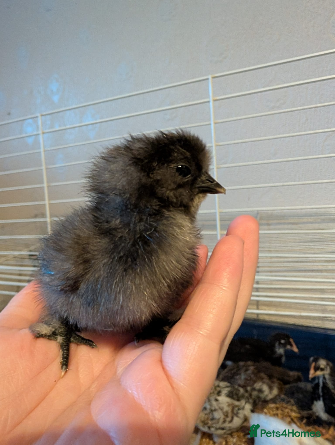 Chickens poultry for sale: Mixed breed chicks and Silkies - Image 5