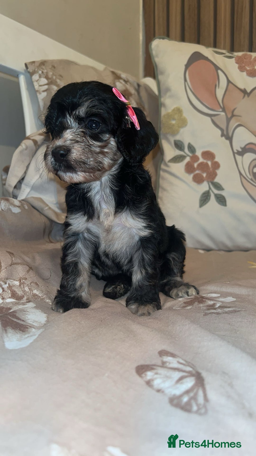 Cockapoo dogs for sale: Miniature toy poodle cockapoos available soon ❤️ - Image 11
