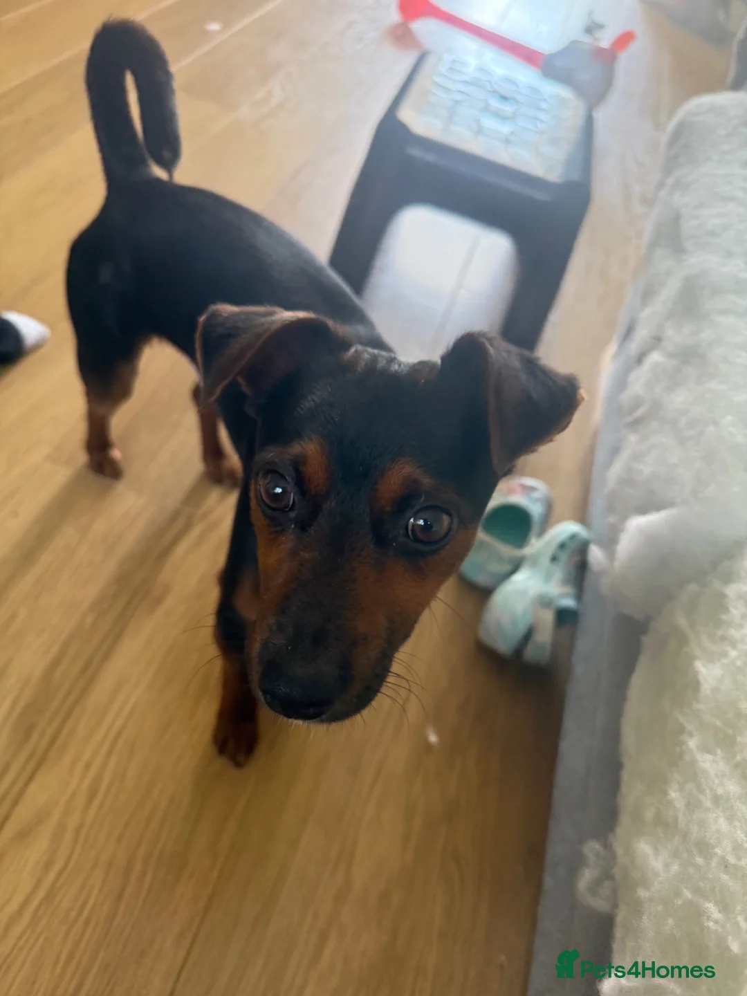 Mixed Breed dogs for sale: Energetic and Friendly Dog  in Ashford - Advert 1