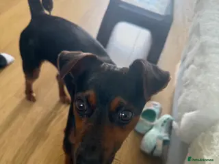 Mixed Breed dogs Energetic and Friendly Dog - Advert 16