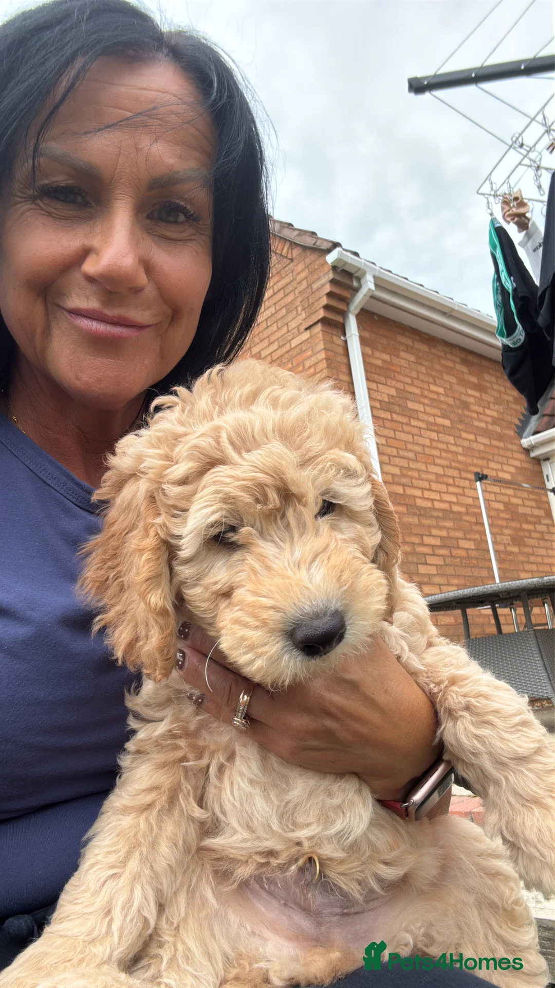 Mini Goldendoodle dogs for sale: Golden doodle F2 1 male left - Advert 8