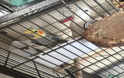 Cockatiels birds for sale: Cockatiel couple with cage and accessories  - Image 2