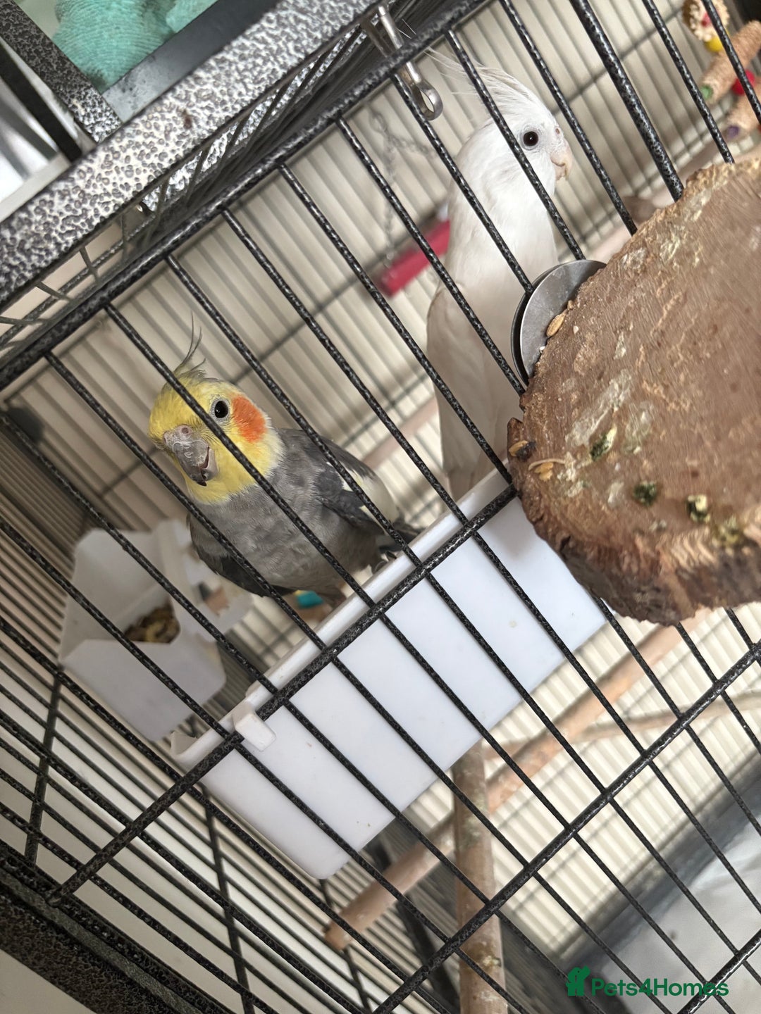 Cockatiels birds for sale: Cockatiel couple with cage and accessories  - Image 2