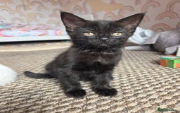 Mixed Breed cats for sale: Cute kittens  - Image 2