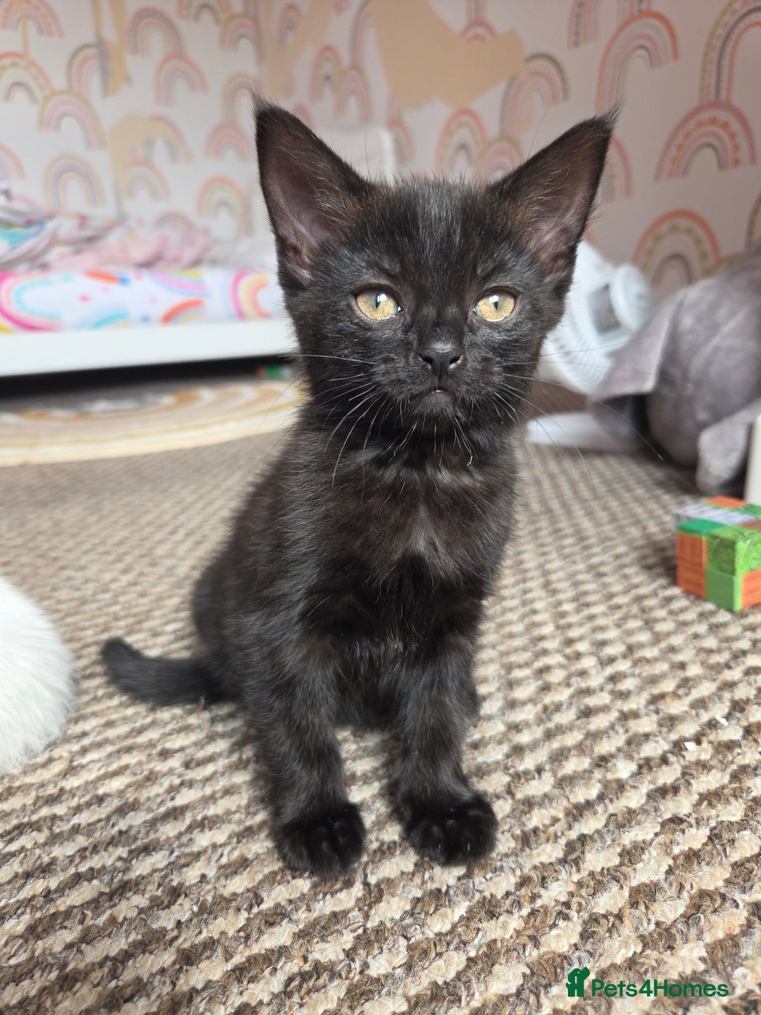 Mixed Breed cats for sale: Cute kittens  - Image 2