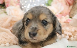 Miniature Dachshund dogs for sale: KC Registered Miniature Dachshund Puppies - Image 19