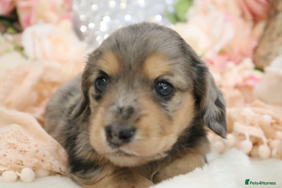 Miniature Dachshund dogs for sale: KC Registered Miniature Dachshund Puppies - Image 19