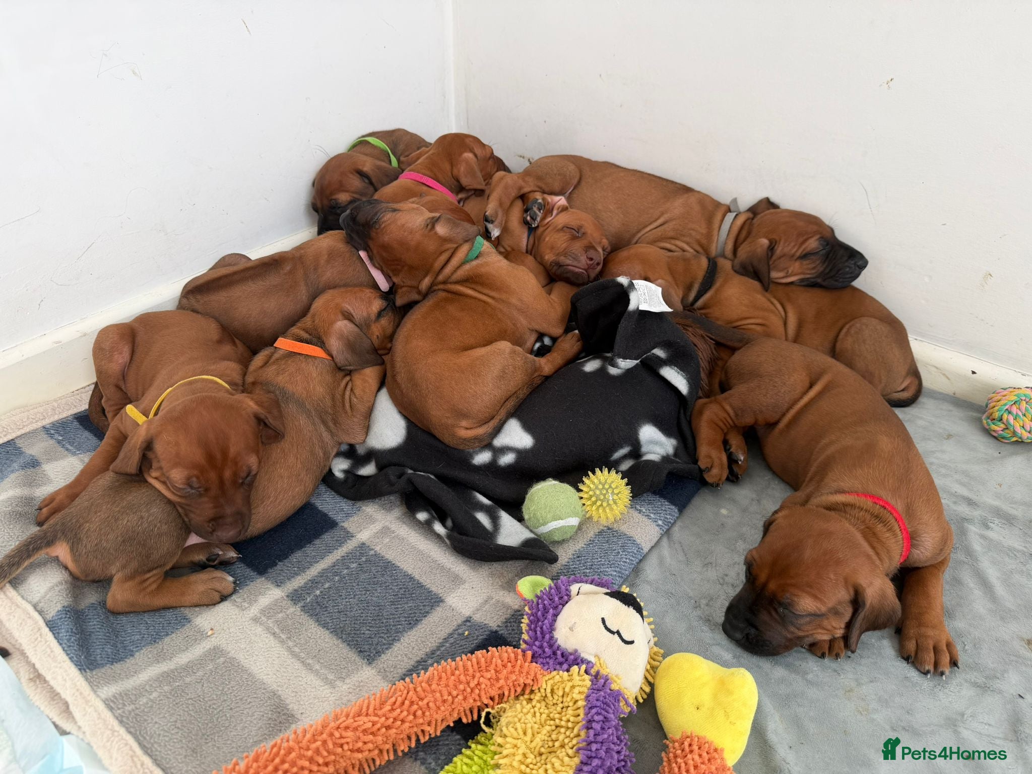 Rhodesian Ridgeback dogs for sale: Stunning KC Registered Rhodesian Ridgeback Puppies - Advert 15