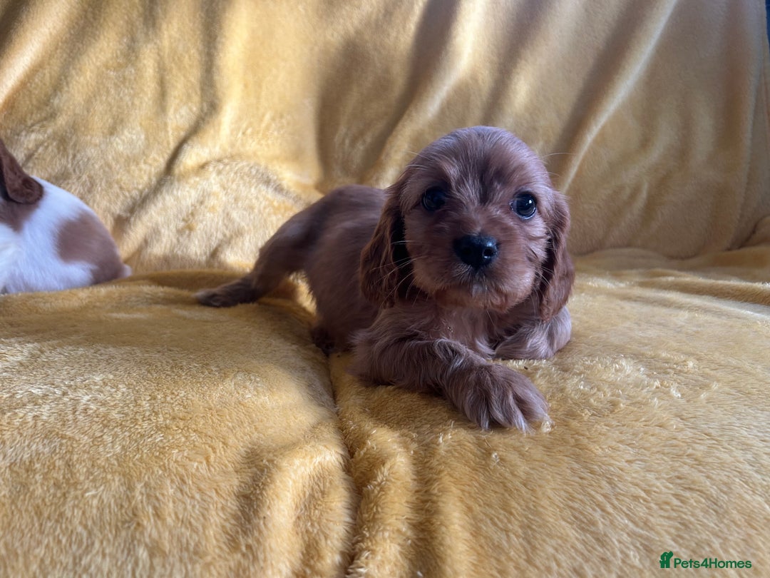 Cavapoo dogs for sale: Stunning cavapoos  - Advert 4