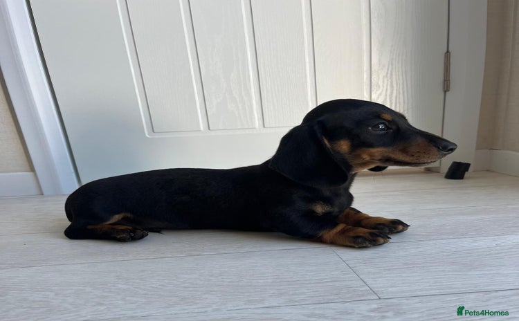 Miniature Dachshund dogs - Advert 7