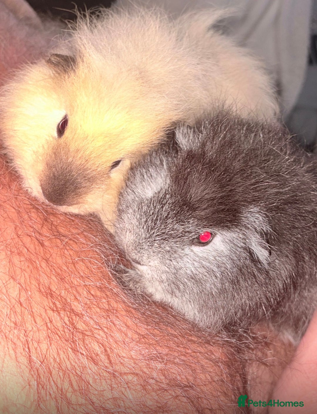 Guinea Pig rodents for sale: Two male Guinea pigs  - Advert 2