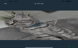 British Shorthair cats for sale: * Reduced * last BSH male kitten left - Image 6