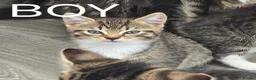 Mixed Breed cats for sale: 4 beautiful kittens  - Advert 5