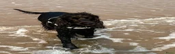 Cocker Spaniel dogs for sale: Beautiful Cocker Spaniels  for sale in Redditch - Advert 11