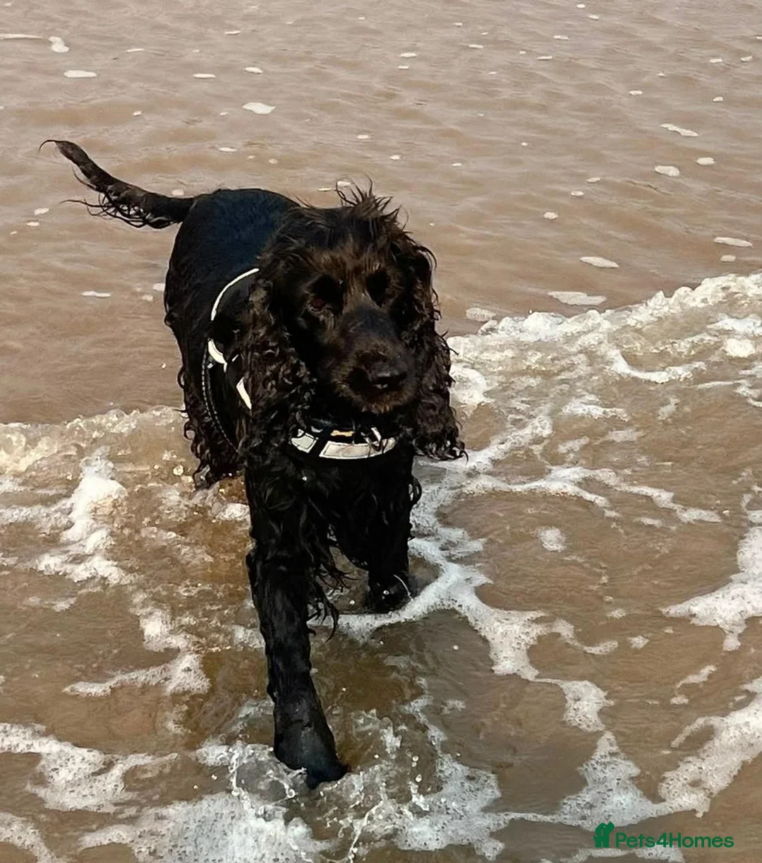 Cocker Spaniel dogs for sale: Beautiful Cocker Spaniels  for sale in Redditch - Advert 11