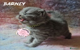 British Longhair cats for sale: GORGEOUS GCCF BRITISH LONGHAIR KITTEN  - Image 6
