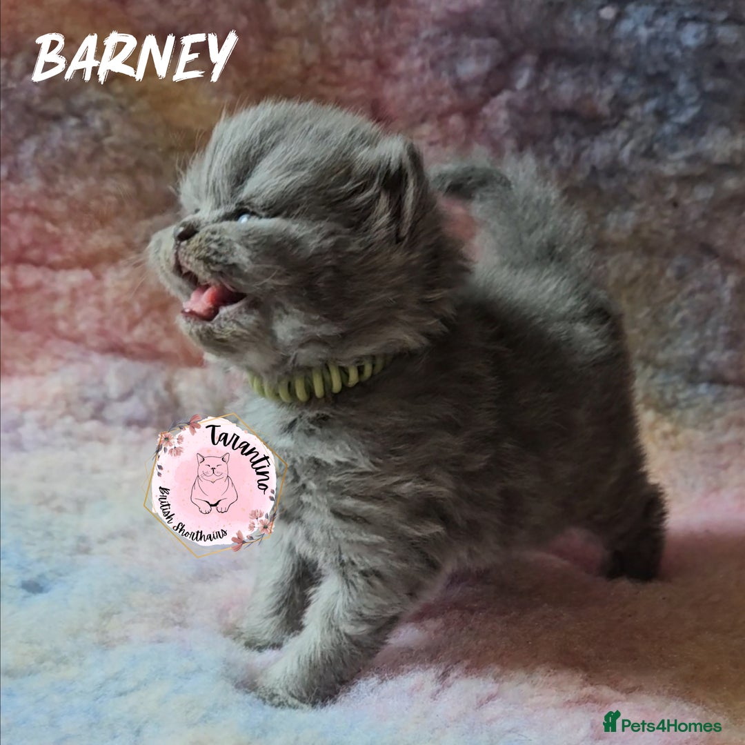 British Longhair cats for sale: GORGEOUS GCCF BRITISH LONGHAIR KITTEN  - Image 6
