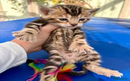 Keetso cats for sale: Stunning golden keetsos  - Image 33