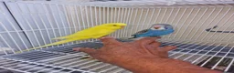Budgerigars birds for sale: Super silly hand tamed baby budgies  - Advert 19